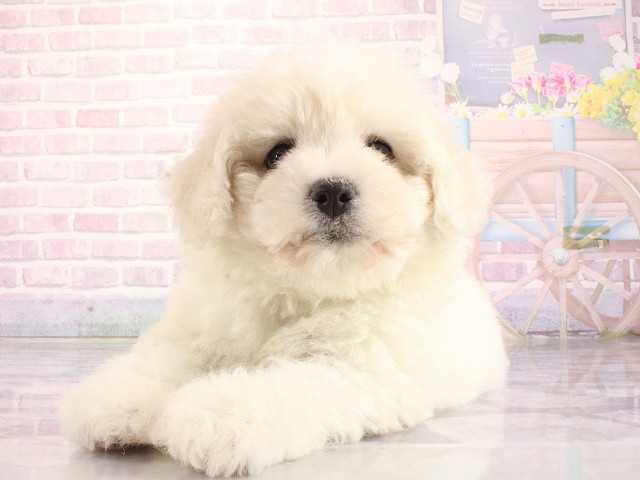 大阪府のビションフリーゼ (Coo&RIKU和泉店/2026年3月26日生まれ/男の子/ホワイト)の子犬の1枚目の画像