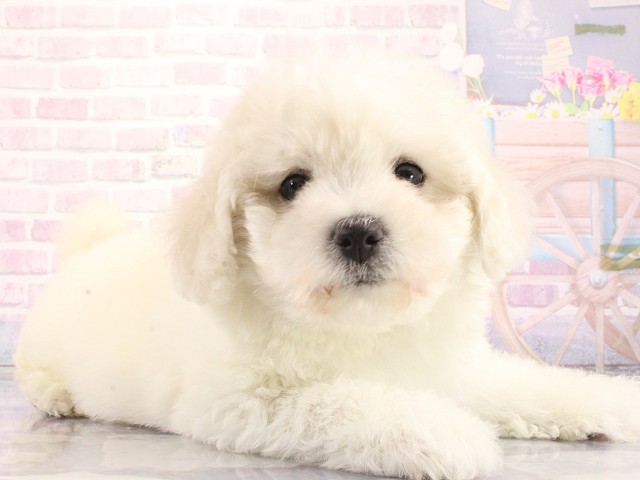 大阪府のビションフリーゼ (Coo&RIKU和泉店/2026年3月26日生まれ/男の子/ホワイト)の子犬の2枚目の画像