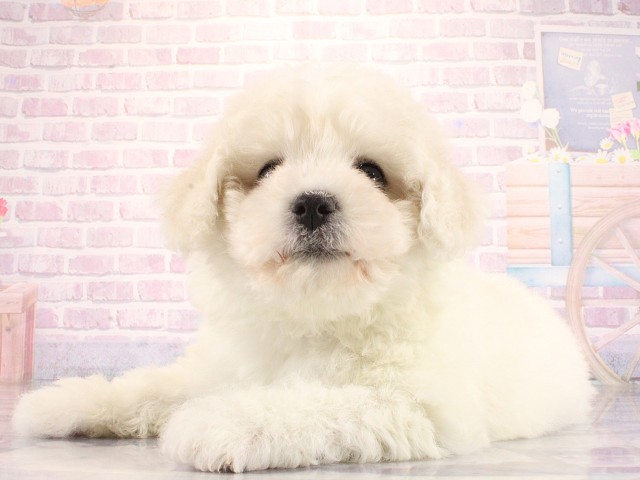 大阪府のビションフリーゼ (Coo&RIKU和泉店/2026年3月26日生まれ/男の子/ホワイト)の子犬の3枚目の画像