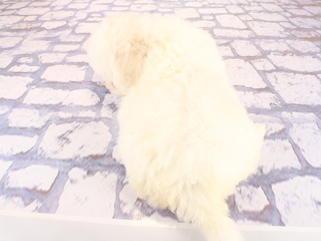 大阪府のビションフリーゼ (Coo&RIKU和泉店/2026年3月26日生まれ/男の子/ホワイト)の子犬の4枚目の画像