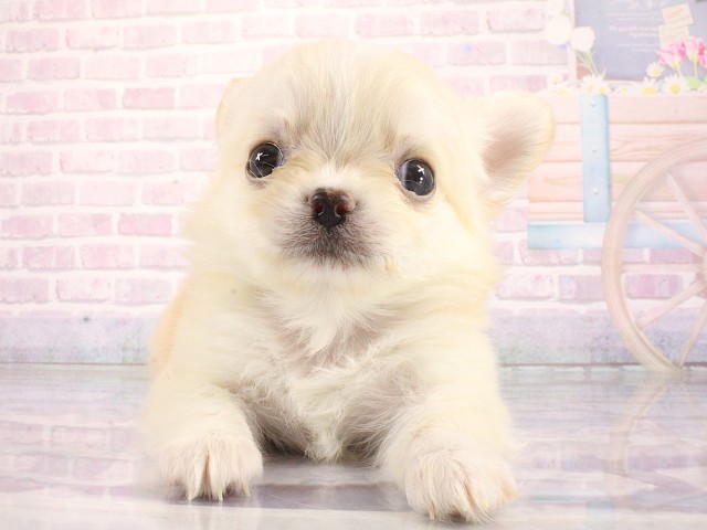 兵庫県のチワワ(ロング) (Coo&RIKU丹波店/2026年3月26日生まれ/男の子/クリーム)の子犬の1枚目の画像