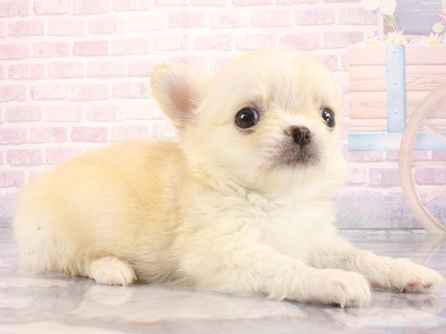 兵庫県のチワワ(ロング) (Coo&RIKU丹波店/2026年3月26日生まれ/男の子/クリーム)の子犬の2枚目の画像