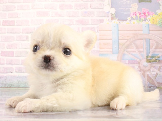 兵庫県のチワワ(ロング) (Coo&RIKU丹波店/2026年3月26日生まれ/男の子/クリーム)の子犬の3枚目の画像