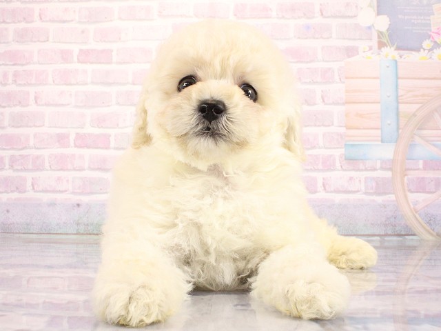 大阪府のトイプードル(トイ) (Coo&RIKU心斎橋店/2026年3月26日生まれ/女の子/ホワイト)の子犬の1枚目の画像