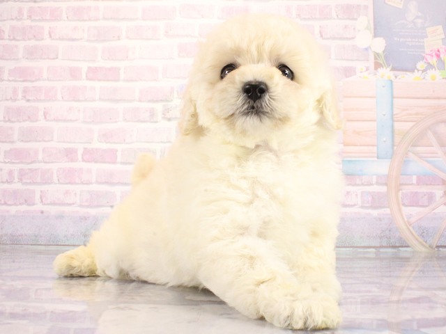 大阪府のトイプードル(トイ) (Coo&RIKU心斎橋店/2026年3月26日生まれ/女の子/ホワイト)の子犬の2枚目の画像
