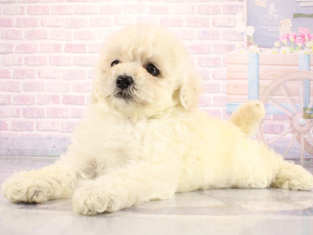 大阪府のトイプードル(トイ) (Coo&RIKU心斎橋店/2026年3月26日生まれ/女の子/ホワイト)の子犬の3枚目の画像