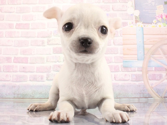 大阪府のチワワ(スムース) (Coo&RIKU和泉店/2026年3月23日生まれ/男の子/クリーム)の子犬の1枚目の画像