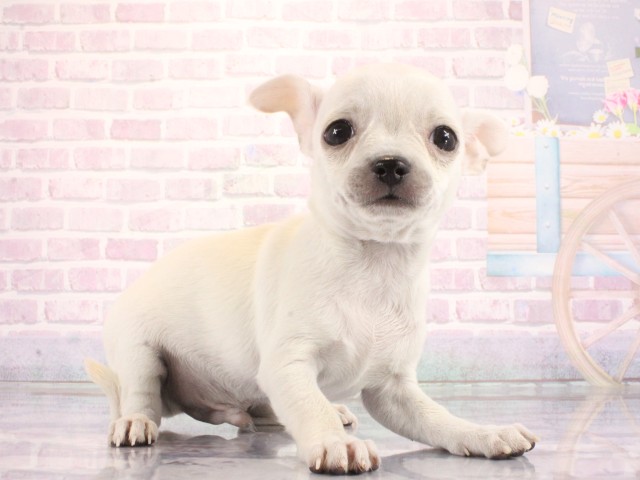 大阪府のチワワ(スムース) (Coo&RIKU和泉店/2026年3月23日生まれ/男の子/クリーム)の子犬の2枚目の画像