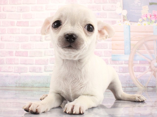大阪府のチワワ(スムース) (Coo&RIKU和泉店/2026年3月23日生まれ/男の子/クリーム)の子犬の3枚目の画像