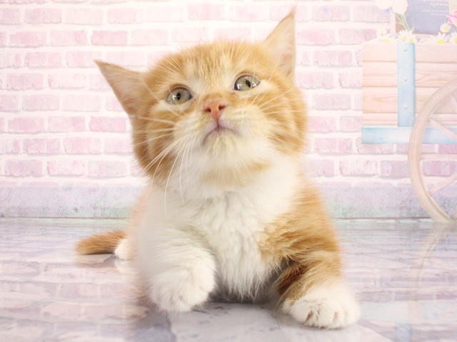 大阪府のマンチカン (Coo&RIKU心斎橋店/2026年3月25日生まれ/女の子/レッドタビーホワイト)の子猫の1枚目の画像