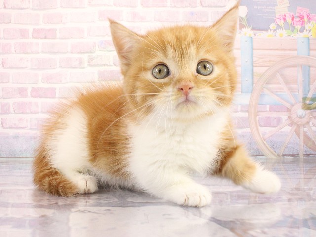 大阪府のマンチカン (Coo&RIKU心斎橋店/2026年3月25日生まれ/女の子/レッドタビーホワイト)の子猫の2枚目の画像