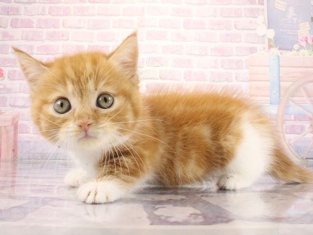 大阪府のマンチカン (Coo&RIKU心斎橋店/2026年3月25日生まれ/女の子/レッドタビーホワイト)の子猫の3枚目の画像
