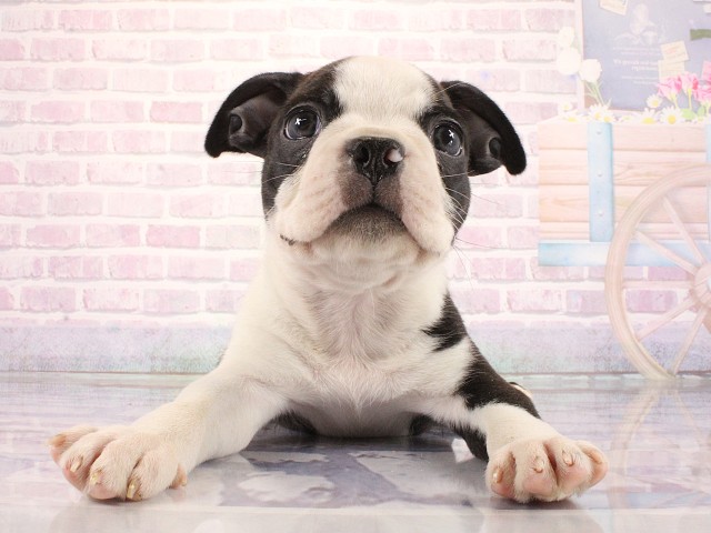 兵庫県のボストンテリア (Coo&RIKU尼崎店/2026年3月26日生まれ/男の子/ボストンカラー)の子犬の1枚目の画像