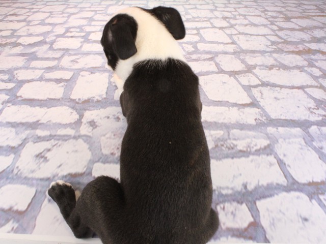 兵庫県のボストンテリア (Coo&RIKU尼崎店/2026年3月26日生まれ/男の子/ボストンカラー)の子犬の4枚目の画像
