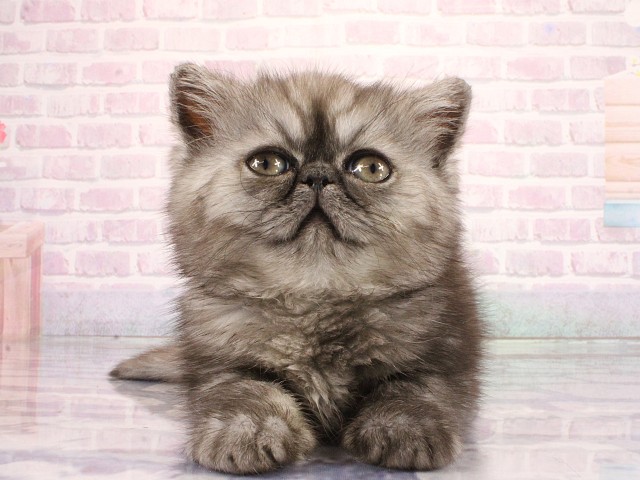 大阪府のエキゾチック (Coo&RIKU心斎橋店/2026年3月26日生まれ/女の子/ブラックスモーク)の子猫の1枚目の画像
