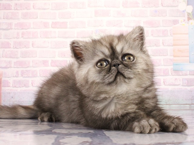 大阪府のエキゾチック (Coo&RIKU心斎橋店/2026年3月26日生まれ/女の子/ブラックスモーク)の子猫の2枚目の画像