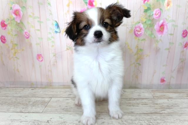 北海道のパピヨン (Coo&RIKU札幌西店/2026年3月27日生まれ/男の子/トライカラー)の子犬の1枚目の画像