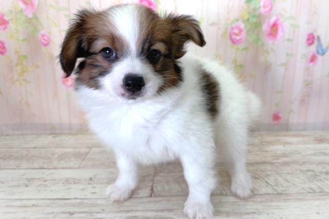 北海道のパピヨン (Coo&RIKU札幌西店/2026年3月27日生まれ/男の子/トライカラー)の子犬の2枚目の画像
