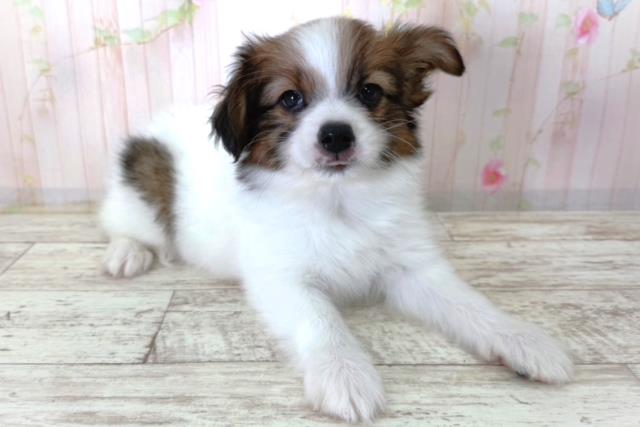 北海道のパピヨン (Coo&RIKU札幌西店/2026年3月27日生まれ/男の子/トライカラー)の子犬の3枚目の画像