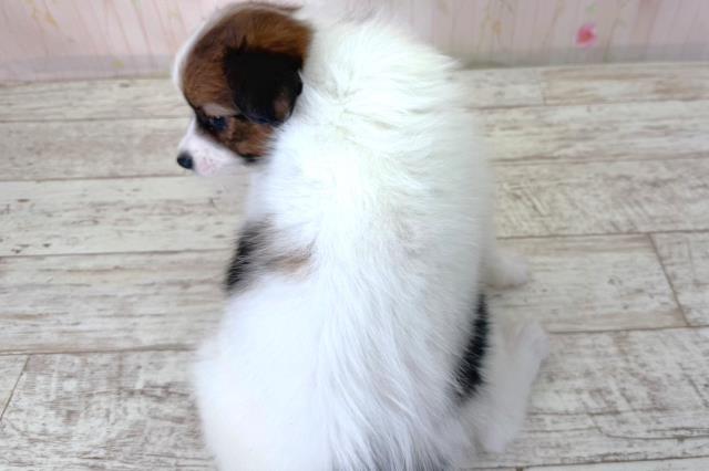 北海道のパピヨン (Coo&RIKU札幌西店/2026年3月27日生まれ/男の子/トライカラー)の子犬の4枚目の画像
