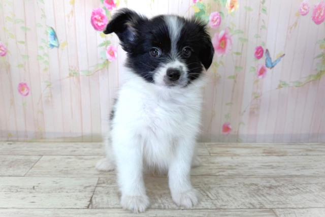 北海道のパピヨン (Coo&RIKU北見店/2026年3月27日生まれ/男の子/トライカラー)の子犬の1枚目の画像