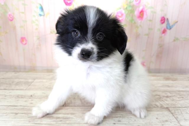 北海道のパピヨン (Coo&RIKU北見店/2026年3月27日生まれ/男の子/トライカラー)の子犬の2枚目の画像