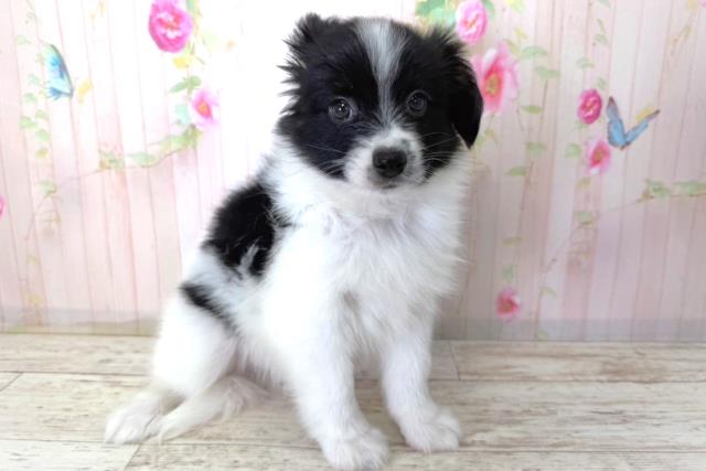 北海道のパピヨン (Coo&RIKU北見店/2026年3月27日生まれ/男の子/トライカラー)の子犬の3枚目の画像