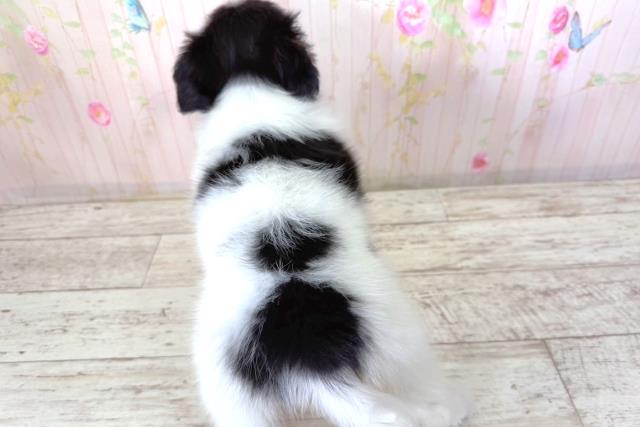 北海道のパピヨン (Coo&RIKU北見店/2026年3月27日生まれ/男の子/トライカラー)の子犬の4枚目の画像