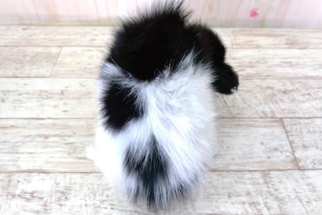 北海道のパピヨン (Coo&RIKU帯広店/2026年3月27日生まれ/女の子/ホワイトブラック)の子犬の4枚目の画像