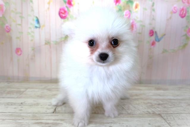 神奈川県のポメラニアン (Coo&RIKU日吉店/2026年3月29日生まれ/男の子/クリーム)の子犬の1枚目の画像