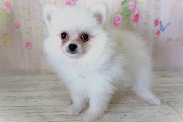 神奈川県のポメラニアン (Coo&RIKU日吉店/2026年3月29日生まれ/男の子/クリーム)の子犬の2枚目の画像