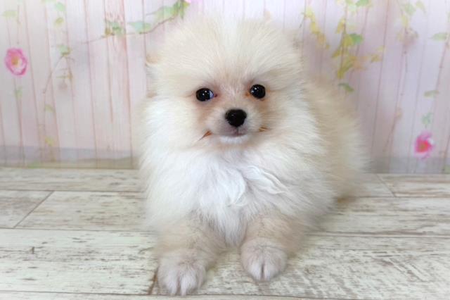 神奈川県のポメラニアン (Coo&RIKU長津田店/2026年3月29日生まれ/男の子/クリーム)の子犬の1枚目の画像