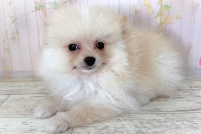 神奈川県のポメラニアン (Coo&RIKU長津田店/2026年3月29日生まれ/男の子/クリーム)の子犬の2枚目の画像