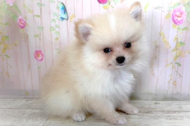 神奈川県のポメラニアン (Coo&RIKU長津田店/2026年3月29日生まれ/男の子/クリーム)の子犬の3枚目の画像