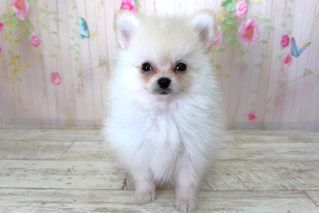 神奈川県のポメラニアン (Coo&RIKUパウ川崎店/2026年3月29日生まれ/女の子/クリーム)の子犬