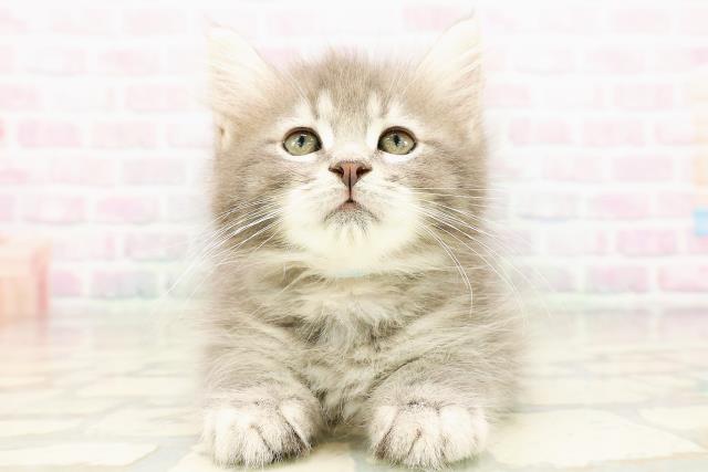 ノルウェージャン・フォレストキャット