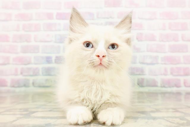 神奈川県のラグドール (Coo&RIKU日吉店/2026年3月13日生まれ/女の子/ブルーポイントバイカラー)の子猫の1枚目の画像