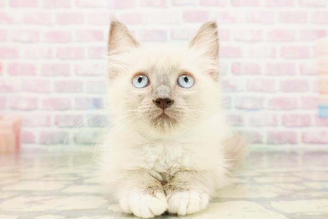 秋田県のラグドール (Coo&RIKU秋田店/2026年3月15日生まれ/男の子/ブルーポイントミテッド)の子猫の1枚目の画像