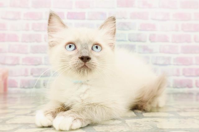 秋田県のラグドール (Coo&RIKU秋田店/2026年3月15日生まれ/男の子/ブルーポイントミテッド)の子猫の2枚目の画像