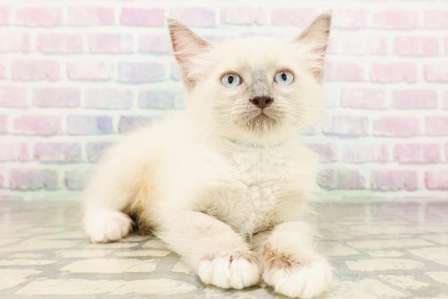 秋田県のラグドール (Coo&RIKU秋田店/2026年3月15日生まれ/男の子/ブルーポイントミテッド)の子猫の3枚目の画像