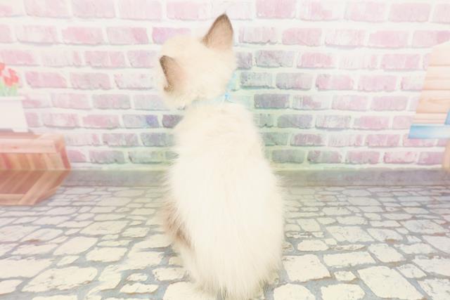 秋田県のラグドール (Coo&RIKU秋田店/2026年3月15日生まれ/男の子/ブルーポイントミテッド)の子猫の4枚目の画像
