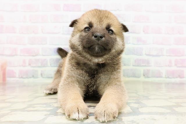 柴犬