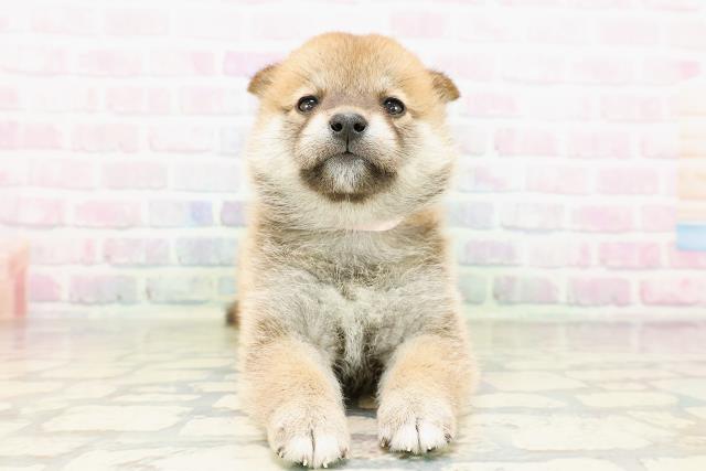 神奈川県の柴犬(標準サイズ) (Coo&RIKUパウ川崎店/2026年3月29日生まれ/女の子/赤)の子犬