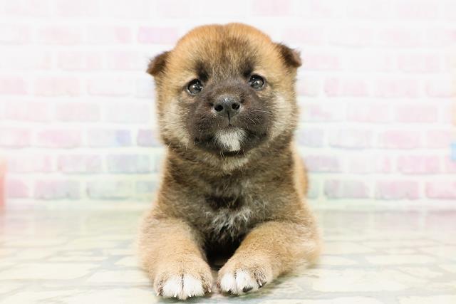 石川県の柴犬(標準サイズ) (Coo&RIKU金沢店/2026年3月29日生まれ/男の子/赤)の子犬の1枚目の画像