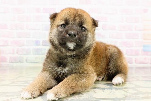 石川県の柴犬(標準サイズ) (Coo&RIKU金沢店/2026年3月29日生まれ/男の子/赤)の子犬の2枚目の画像
