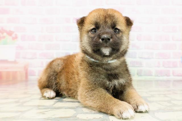 石川県の柴犬(標準サイズ) (Coo&RIKU金沢店/2026年3月29日生まれ/男の子/赤)の子犬の3枚目の画像