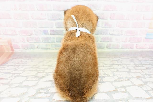 石川県の柴犬(標準サイズ) (Coo&RIKU金沢店/2026年3月29日生まれ/男の子/赤)の子犬の4枚目の画像