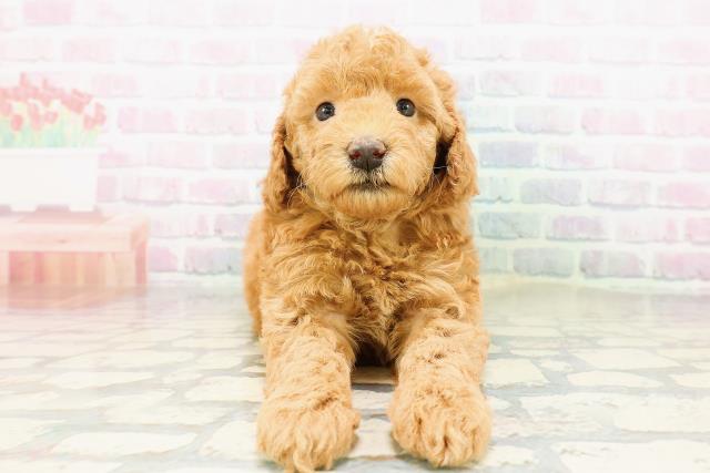 石川県のトイプードル(トイ) (Coo&RIKU金沢店/2026年3月29日生まれ/男の子/レッド)の子犬の1枚目の画像