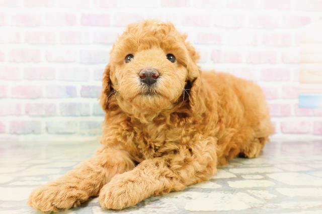 石川県のトイプードル(トイ) (Coo&RIKU金沢店/2026年3月29日生まれ/男の子/レッド)の子犬の2枚目の画像