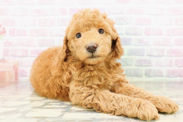 石川県のトイプードル(トイ) (Coo&RIKU金沢店/2026年3月29日生まれ/男の子/レッド)の子犬の3枚目の画像